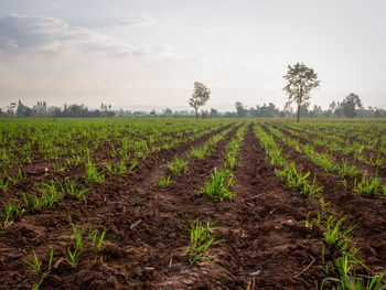 Scenic view of agricultural field against sky