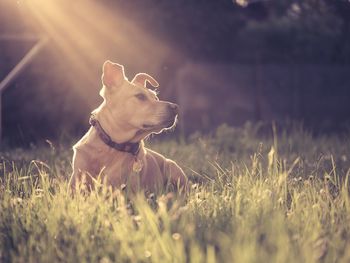 Sunlight falling on dog at grassy field