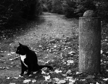 Cat sitting on a field