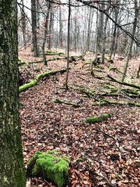 View of trees in forest