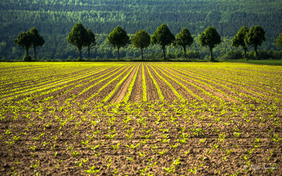 Scenic view of corn field