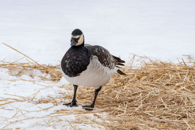 Bird perching on a field