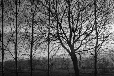 Bare trees against sky