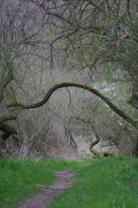 Bare trees in grass