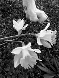 Close-up of white flowers blooming outdoors