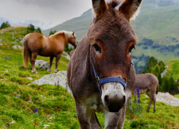 Horses in a field