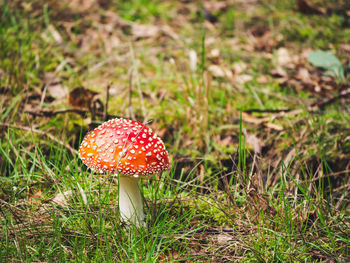 Close-up of fly agaric mushroom on field