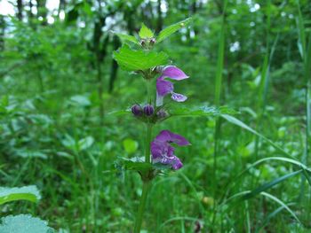 Close-up of purple flowers