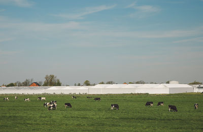 Cattle grazing on grassy field against sky
