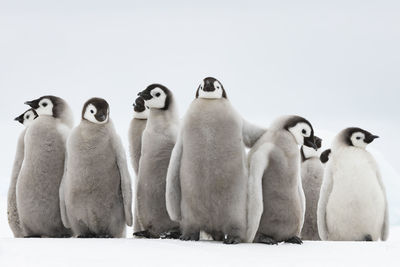 Penguins on snow covered land