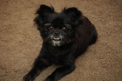 Portrait of black puppy sitting