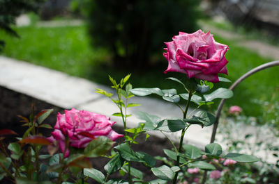 Close-up of pink roses