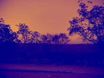 Trees against sky at night during winter