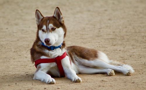 Portrait of dog sitting on land