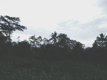 Trees on field against sky