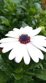 Close-up of insect on white flower blooming outdoors