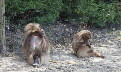 Monkey sitting in a forest