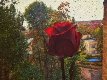 Red rose in wet window during rainy season