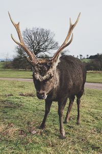 Deer in a field