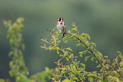 Goldfinch  perching on a branch with blurred background