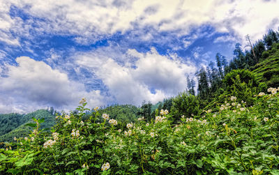 Plants growing on land against sky