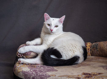 A beautiful white cat with a black tail lies on a cat sofa, standing 
