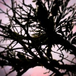 Close-up of silhouette tree against sky