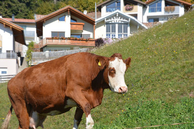 Cows in a field