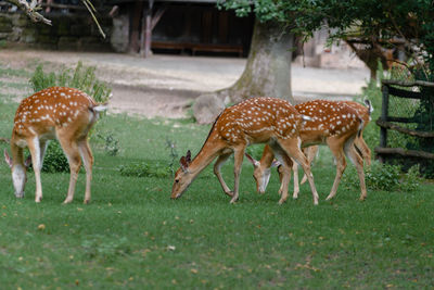 Deer in a field