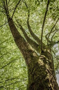 Low angle view of tree trunks in forest