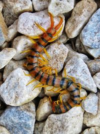 Close-up of caterpillar on rock