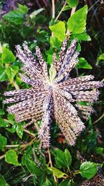 Close-up of plant