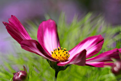 Close-up of pink cosmos flower