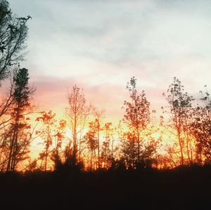 Silhouette trees in forest against sky at sunset