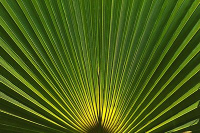 Extreme close up of leaves