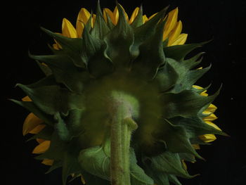 Close-up of flower against black background