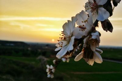 Close-up of fresh flowers blooming against sky during sunset