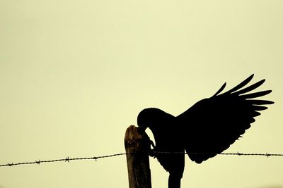 Silhouette bird perching on a fence