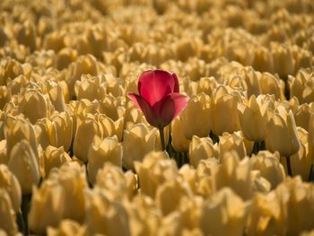 Close-up of pink tulips on field