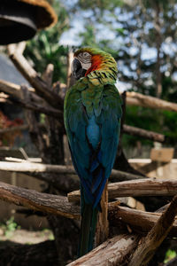 Close-up of a bird macaw parrot perching on wood