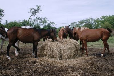 Horses on field against sky