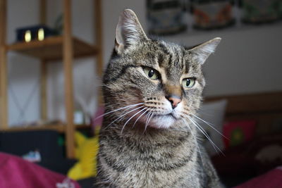 Close-up portrait of cat sitting at home