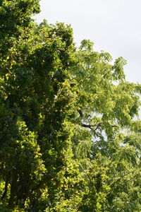 Low angle view of trees against sky
