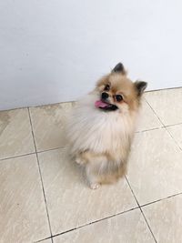 Portrait of dog sitting on floor