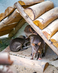 Wallabies from kangaroo island resting in a shaded area.