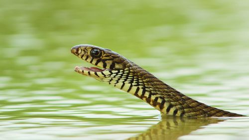 Close-up of turtle in water