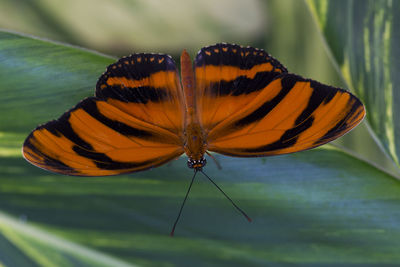 Frontal view of banded orange heliconian standing on a dark green plant