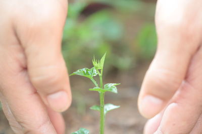Close-up of hand holding plant