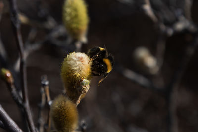 bee