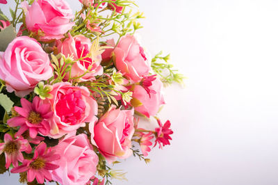 Close-up of pink roses against white background